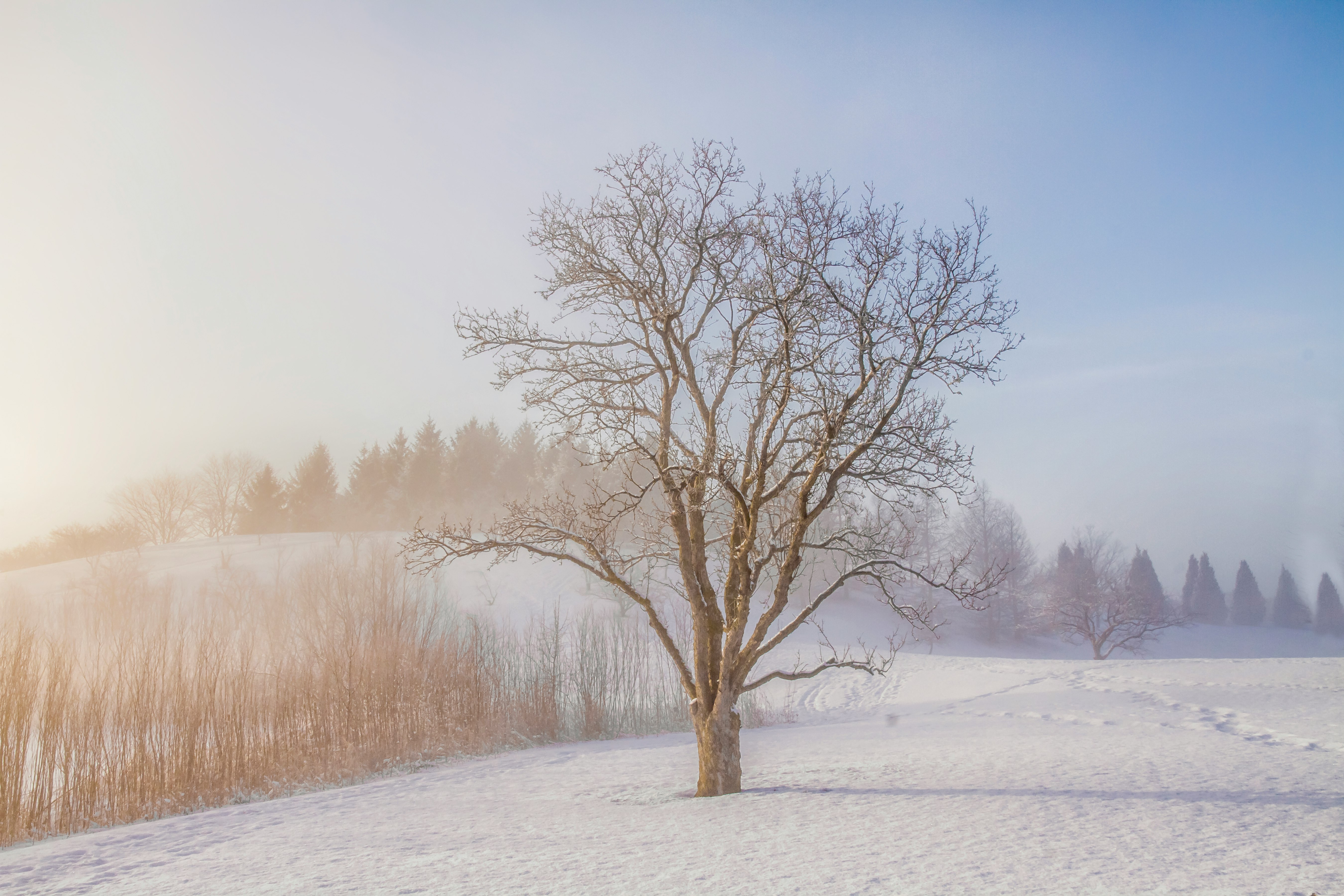 bare tree during daytime